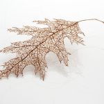 Ephemeral Garden